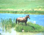 horse